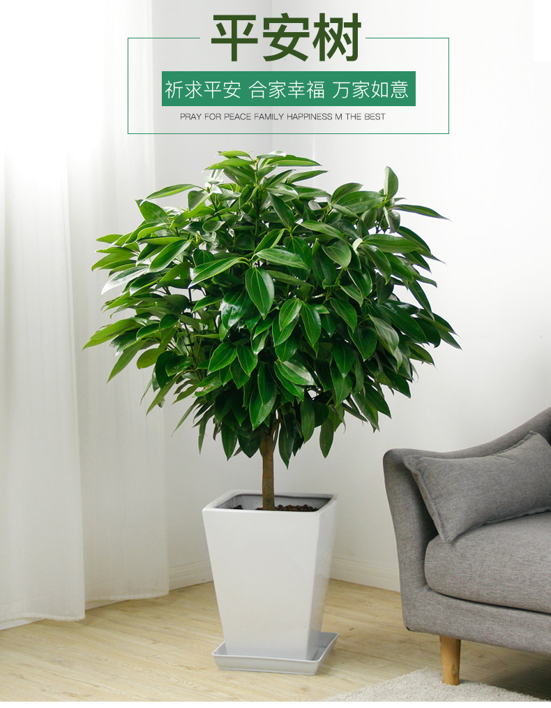 平安树租赁，平安树租摆