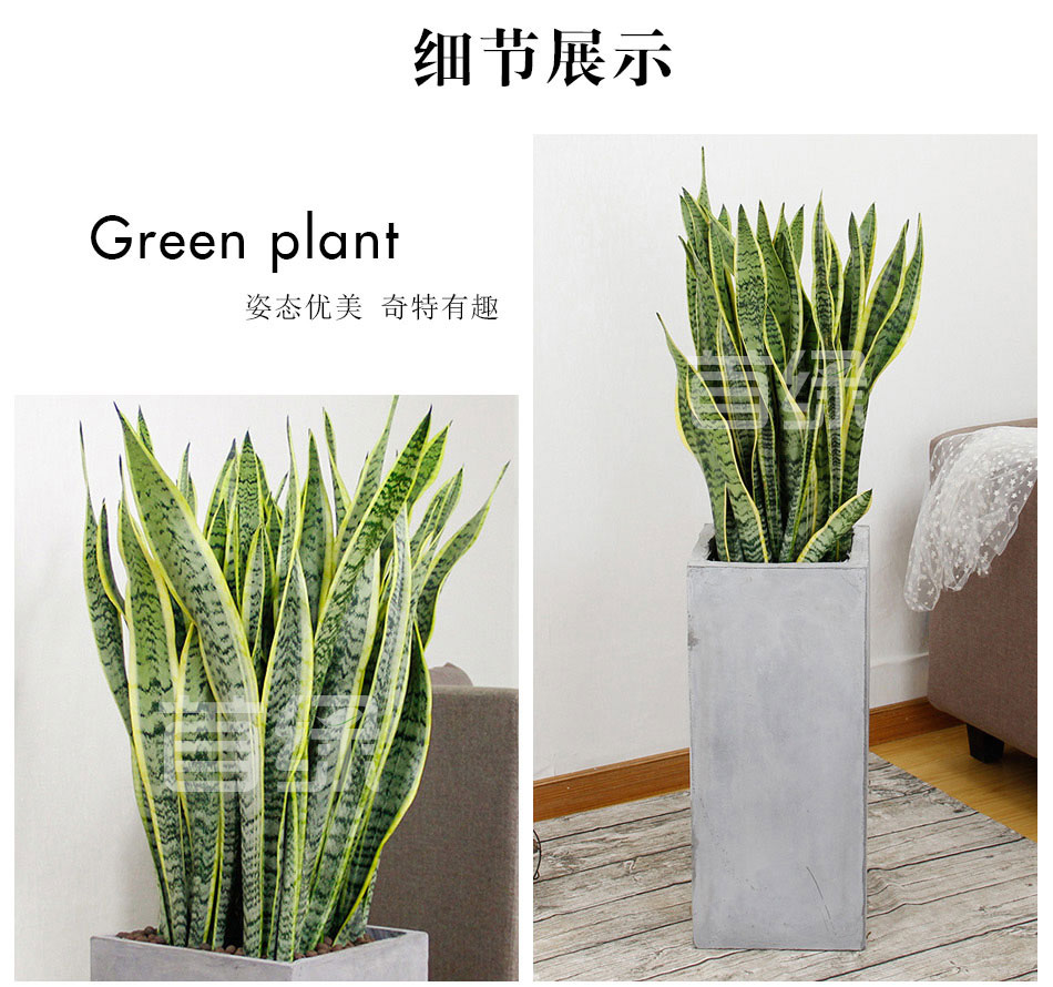 虎皮兰租赁，虎皮兰租摆