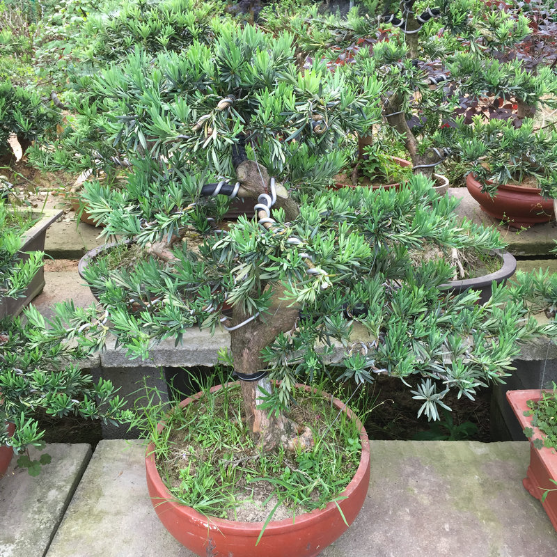 大型罗汉松