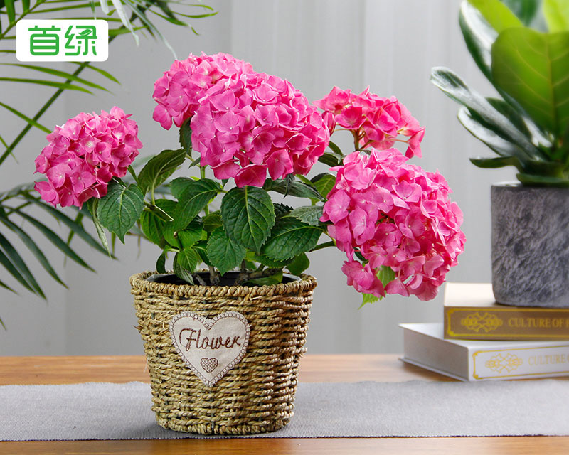 绣球花