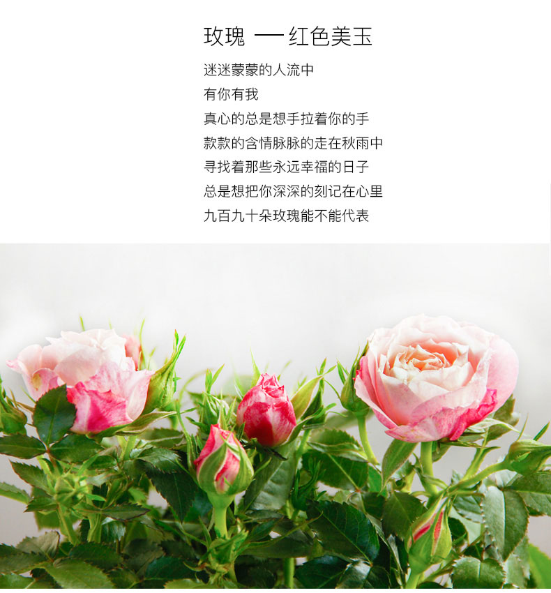 玫瑰花